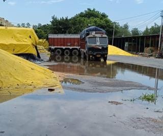 Thousands of quintals of corn got wet in Galla Mandi