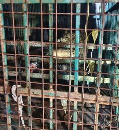 The leopard that killed the worker was captured in a cage after 10 days