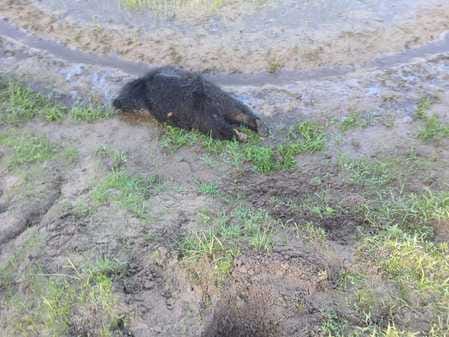 Mysterious death of a male bear in Vansukli of Shahdol, investigation underway,