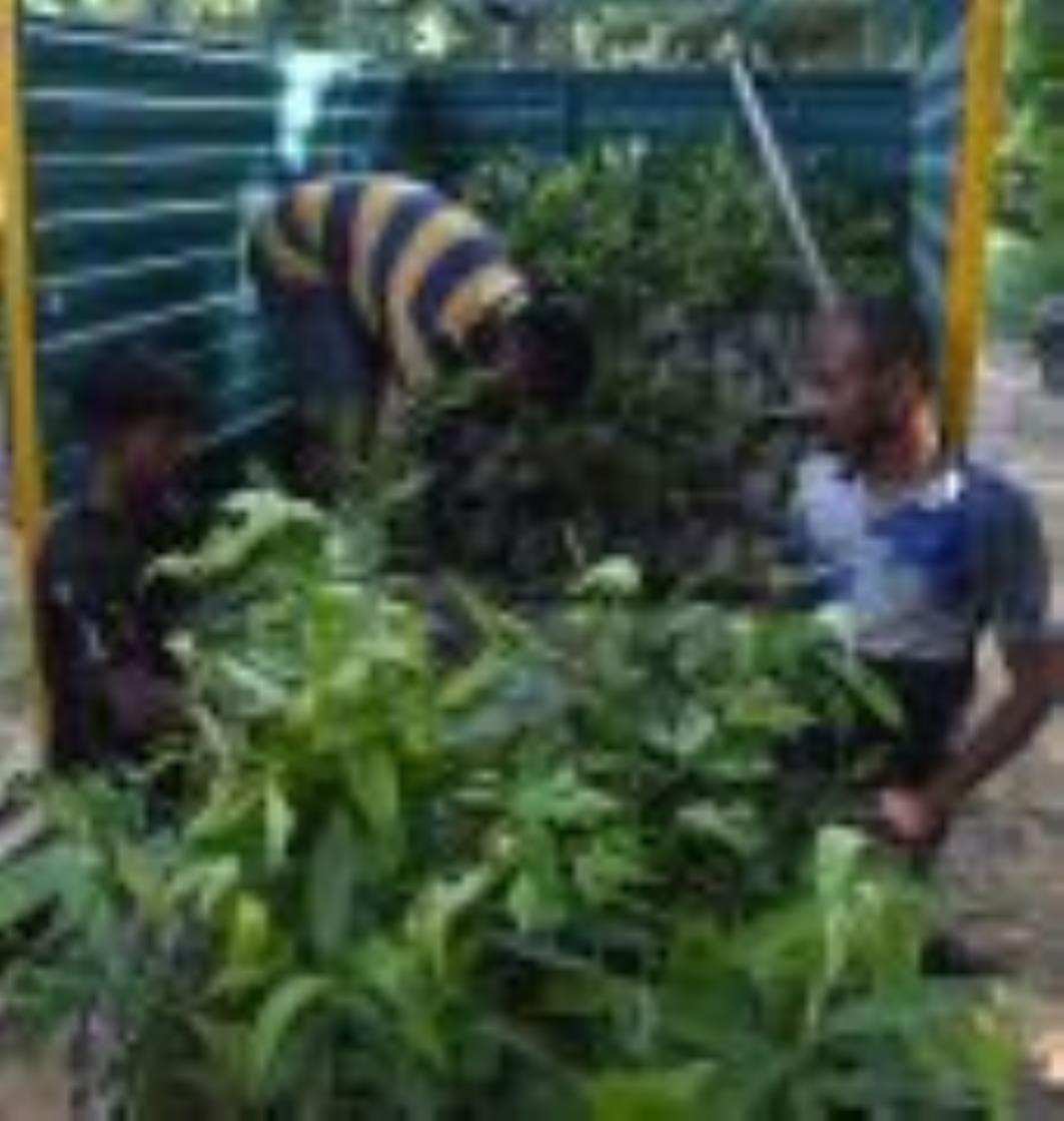 The aim is to create a world record by planting 2100 saplings in 15 seconds