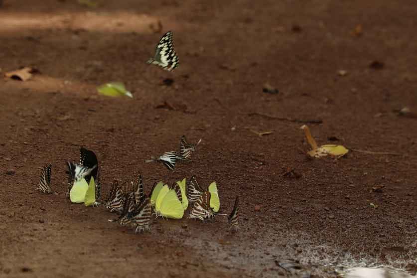 The world of butterflies resides in the unique and rich biodiversity of Dudhwa