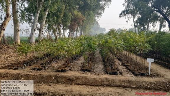 17 departments will plant two and a half lakh saplings, they will be available from 12 nurseries of the forest department