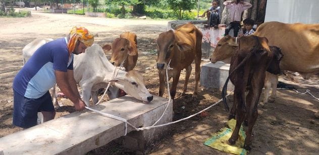Campaign to catch stray cattle started, 32 caught on the first day