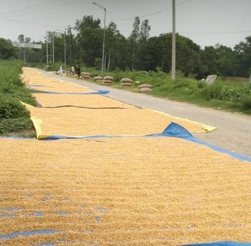 Due to rain and clouds, farmers are forced to dry corn on the road