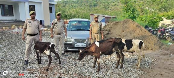Udhampur, Cattle Smuggling, Police Taken Action