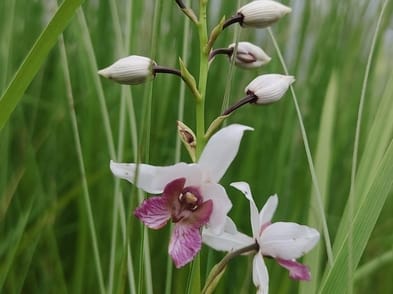 Ground orchid is expanding in Dudhwa
