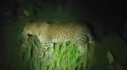 Video of leopard roaming in the field goes viral, villagers' heartbeats increase