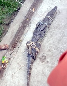 Crocodile entered Chahadwala's house, forest workers caught it