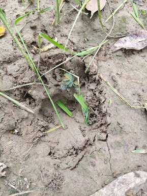 A tiger attacked a jackal in the field in Lohra desert