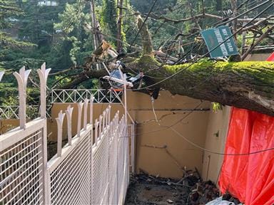 The tree was not cut despite approval and now it has fallen on someone else's house