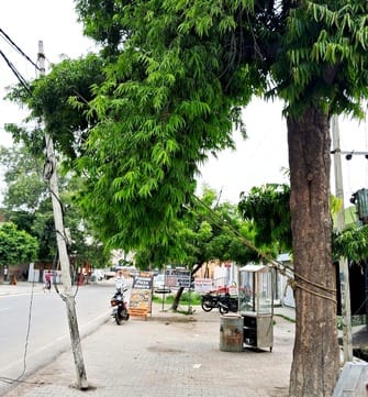 Stopped the broken electric pole by tying it to a tree