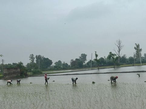 Temperature dropped due to rain, farmers are happy