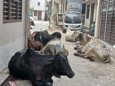 The work of catching cows stopped due to non-receipt of payment