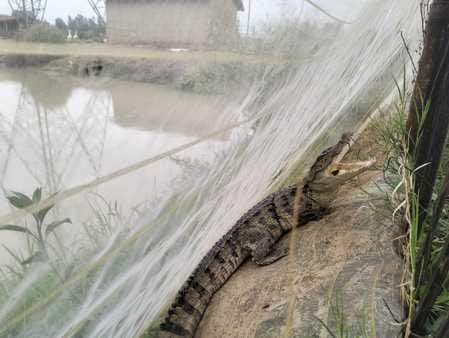 Crocodile reaches pond, forest department rescues