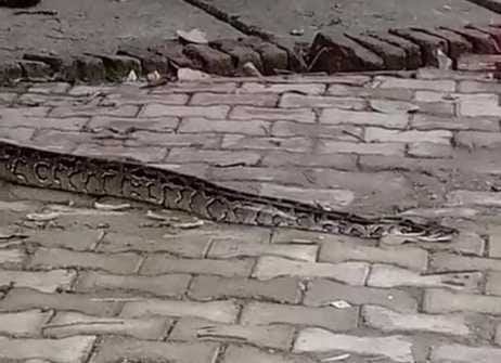 There was a stir due to the appearance of a python among the population