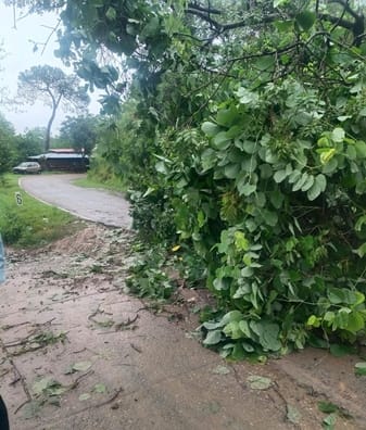 Tree fell due to heavy rain, traffic remained closed for one hour in Talmehra