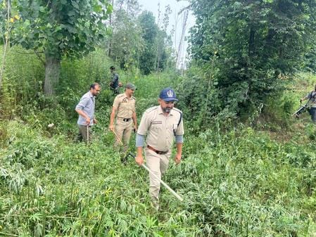 Ten kanal of cannabis crop destroyed on the banks of Jhelum river