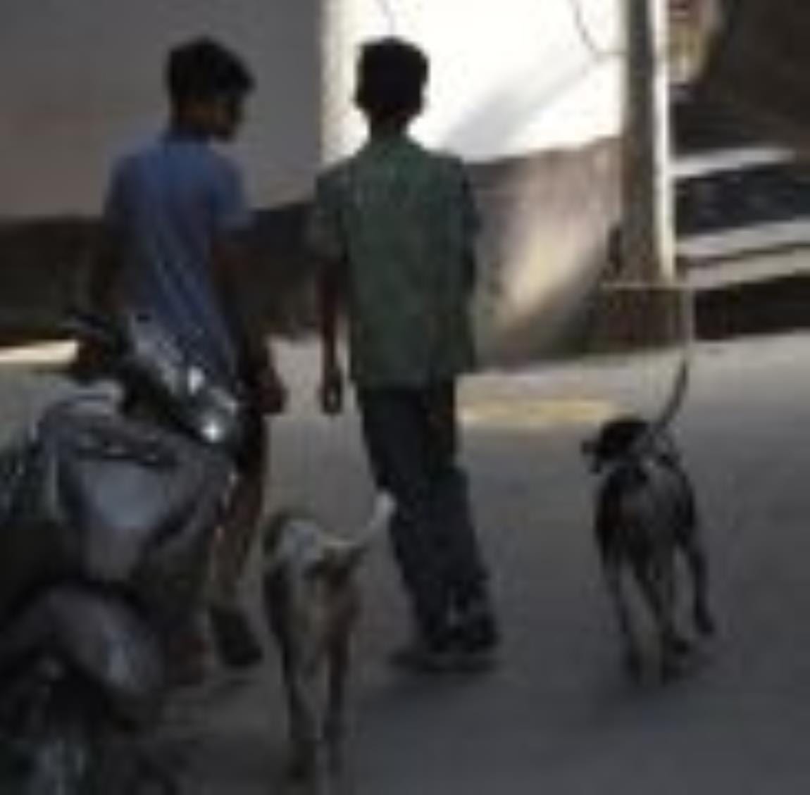 More stray dogs are being born than the number of stray dogs being sterilized