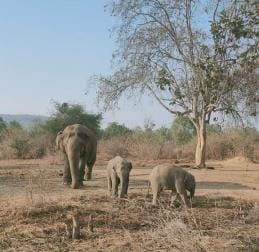 Vatsala's body was buried in the forest of Khiria