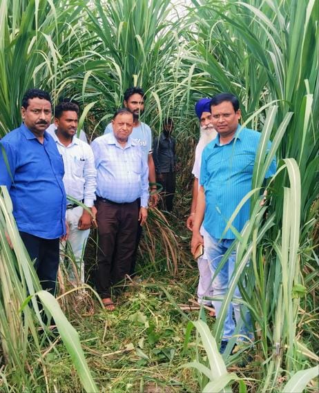 Sugarcane officer saw the farmers' crop and gave suggestions