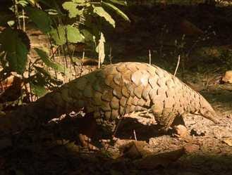 Not only tigers in PTR, but rare species of wildlife like pangolin is also found