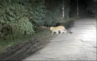 Three leopards came in front of the car