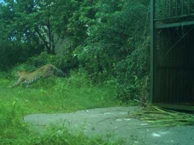 Leopard could not be caught even after 15 days, people are scared