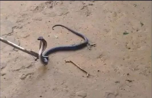 सांप को रेस्क्यू कर जंगल में छोड़ा गया।