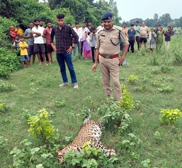 Leopard found dead in the garden