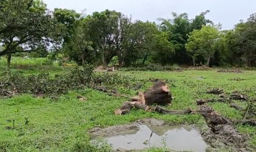 The contractor illegally cut down 28 mango trees