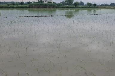 70% of paddy transplantation has been completed in the district