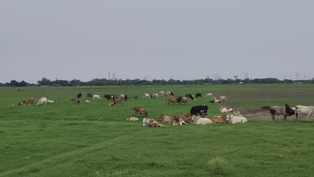 Anna's cattle herds are ruining the crops