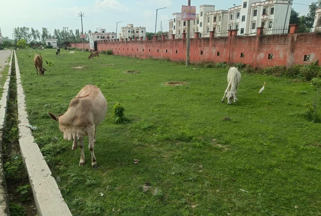 They got accolades by planting trees, but forgot about conservation
