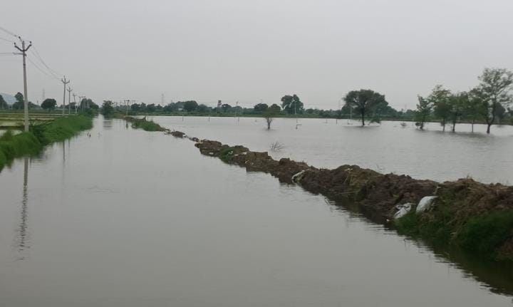 Bhiwani-Ghaggar drain water again crossed the bank near Rampura, waterlogging in 100 acres of land