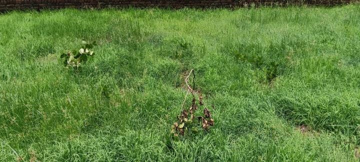 Plants were planted two days ago... some dried up and some got uprooted