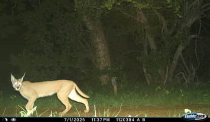 Gandhi Sagar Sanctuary becomes a paradise for wildlife, rare wildlife Caracal has set up camp