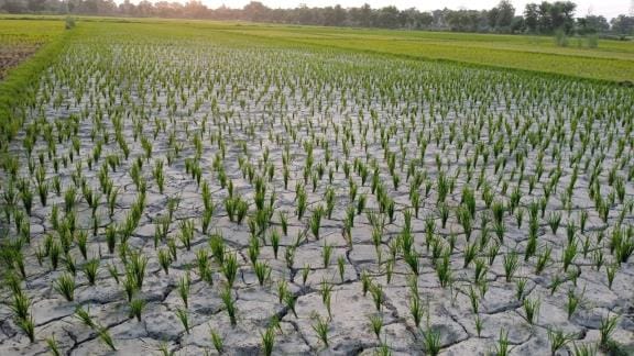 See the cracks in the fields