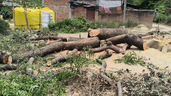 Mango trees were cut in BKT and Neem trees in Intaunja