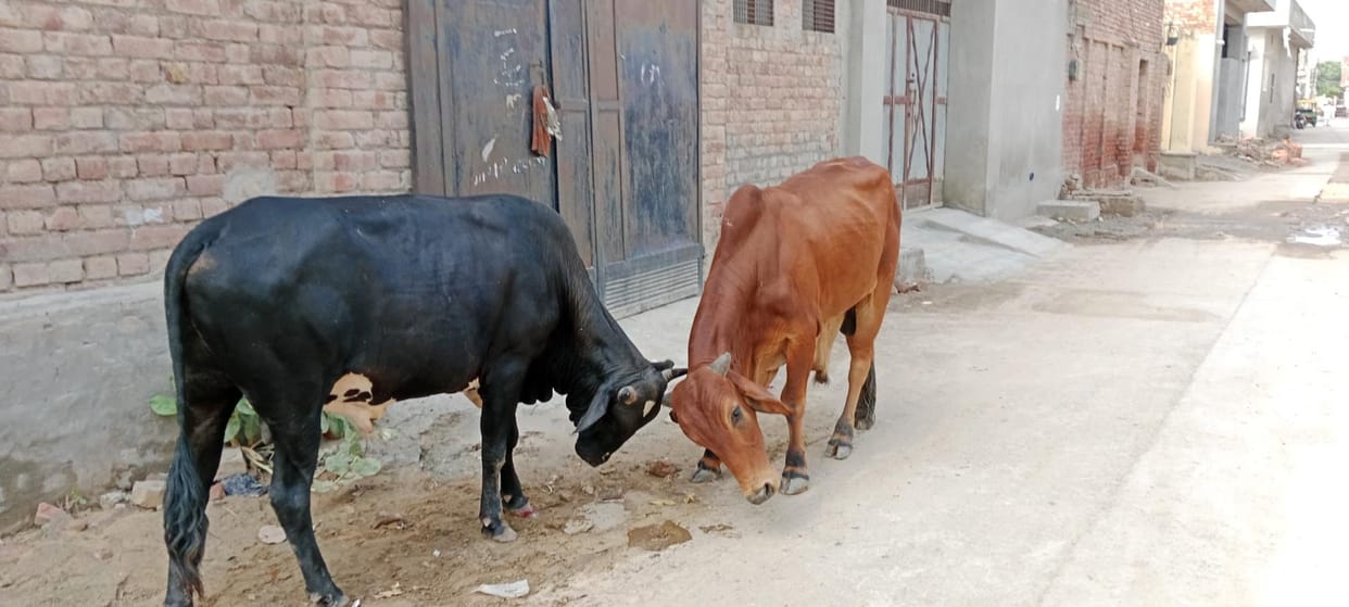 Stray animals will be sent to Gaushala, owners of dairy animals will be fined