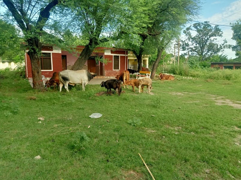 Villagers got angry over the destruction of crops by cattle, tied the animals in the Panchayat Bhawan