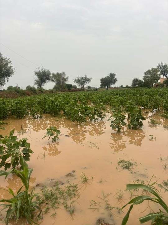 Good rain in Ding and Rania, drizzle in Sirsa