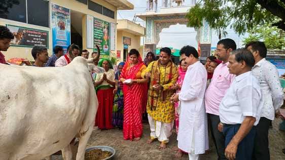 Savamani was organized for the cows in Shri Gopal Gaushala