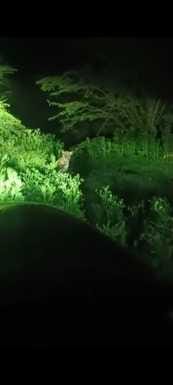 Leopard seen in Golwa-Gangutana, people in panic
