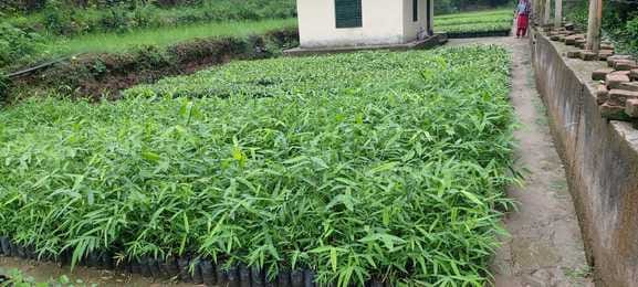 62 thousand plants of different species prepared in Maid Nursery, distribution started