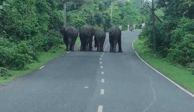 Elephant on the road, due to which Shahdol Raipur road is closed, forest department is monitoring