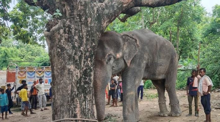 Elephant caught in Haliapur, forest workers busy taking care of it