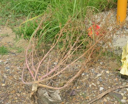 The plants that were planted with breath, died due to lack of responsibility
