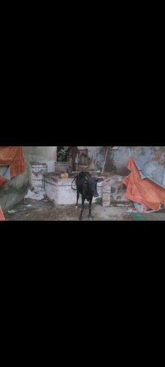 A cow fell into a well and died, the cow protection group created a ruckus
