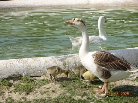 Prisoners become protectors of bird freedom in prison