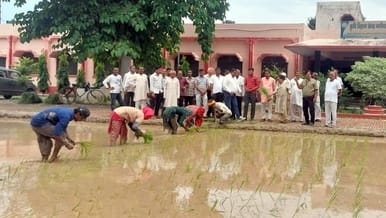 28 varieties of Basmati rice planted in Nagina Research Center